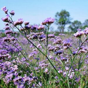 Limonium gmelini ssp hungaricum - Magyar sóvirág (min. 30 szem)