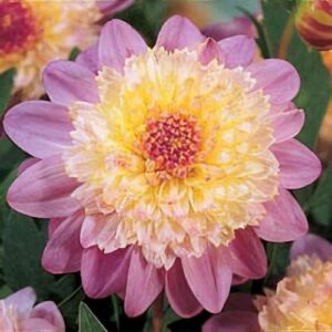 Dália "Lambada" (1 db)