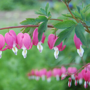 Dicentra spectabilis - Szívvirág (1 db)