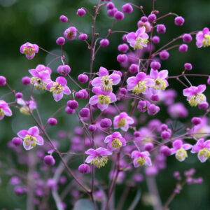 Thalictrum rochebruneanum - Mezei borkóró "Lavender Mist" (min 20 szem)