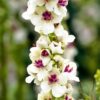 Ökörfarkkóró - (Verbascum chaixii f. album) - Milkshake (min. 30 szem mag) - Image 3