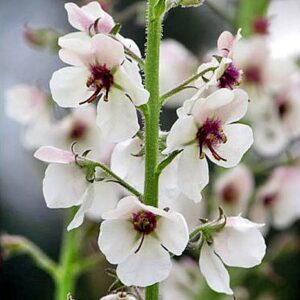 Verbascum blattaria - Ökörfarkkóró "White Blush" (min. 30 szem)