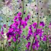 Ökörfarkkóró - (Verbascum phoeniceum) - Violetta (min. 30 szem mag) - Image 2