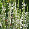 Ökörfarkkóró - (Verbascum chaixii f. album) - Milkshake (min. 30 szem mag) - Image 2
