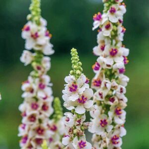 Verbascum chaixii f. album - Ökörfarkkóró "Milkshake" (min. 30 szem)
