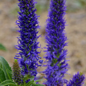 Veronica porphyriana - Veronika (min. 40 szem)