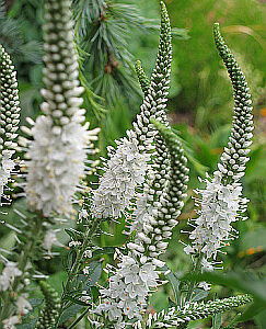 Veronica longifolia - Hosszúlevelű veronika "Alba" (min. 20 szem)