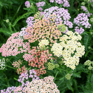 Achillea millefolium - közönséges cickafark "Colorado mix" (min. 20 szem)
