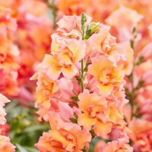 Antirrhinum majus - Tátika "Twinny Bronz shades" (min 20 szem)