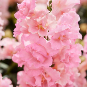 Antirrhinum majus - Tátika "Twinny Rose" (min 20 szem)