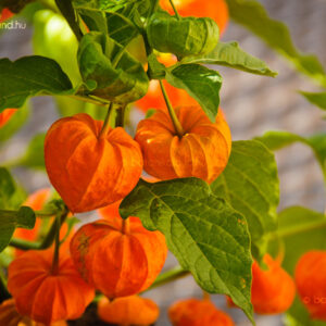 Physalis alkekengi - Lampionvirág (min. 20 szem)