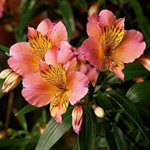 Alstroemeria psitticina - Inkaliliom "Mona Lisa" (min 10 szem mag)