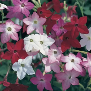 Nicotiana alata - Dohányvirág "Perfume mix F1" (min. 50 szem)