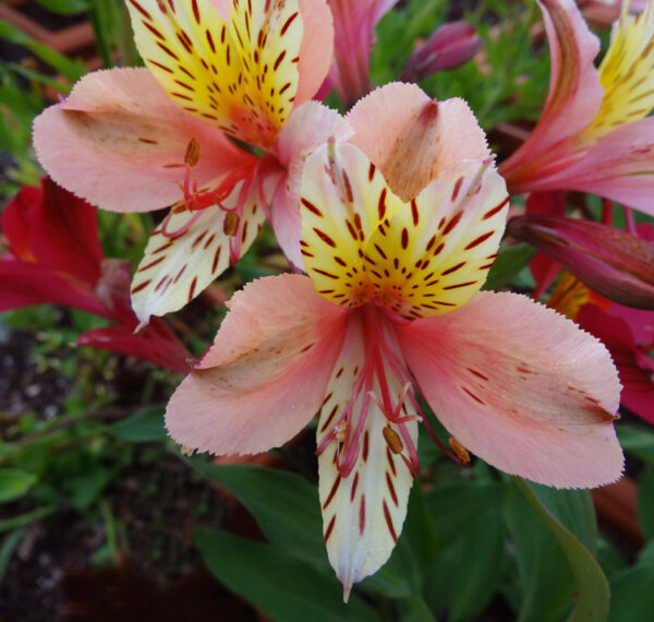 Alstroemeria psitticina - Inkaliliom "Mona Lisa" (min 10 szem mag) - Image 2