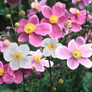 Anemone hupehensis GOLD N.- Japán szellőrózsa "Rose Beauty" (min. 30 szem)