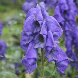 Aconitum carmichaelii - Ősti sisakvirág (min. 10 szem)