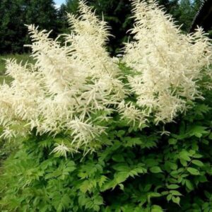 Aruncus dioicus - Erdei tündérfürt (min. 20 szem)
