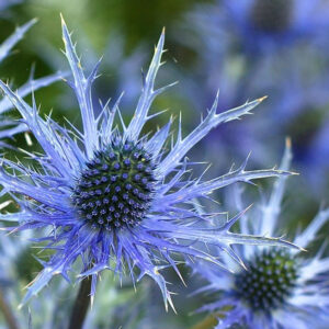 Eryngium alpinum - Havasi iringó "Blue Star" (min. 10 szem)