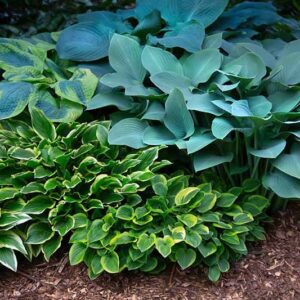 Hosta elata x H.fortunei x H.sieboldiana - Árnyékliliom mag "hibrid színkeverék" (min. 10 szem)