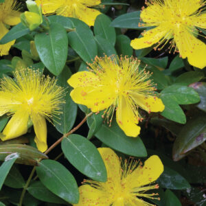 Hypericum calicinum GOLD N.- Bőrlevelű orbáncfű "Rose of Sharon" (min. 20 szem)