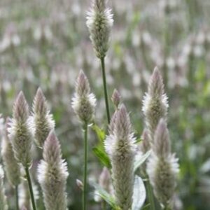 Celosia spicata - Kalászos celózia "Xantippe" (min. 30 szem)