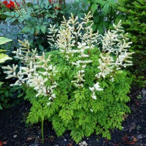 Aruncus aethusifolius GOLD N. - Tündérfürt "Noble Spirit" (min. 20 szem)