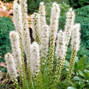 Liatris spicata - Füzéres díszcsorba "Floristan white" (min. 20 szem)