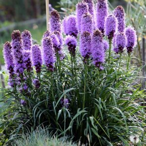 Liatris spicata - Füzéres díszcsorba "Floristan violet" (min. 20 szem)