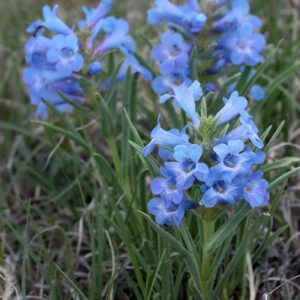 Penstemon angustifolius - Keskenylevelű bugatölcsér (min. 20 szem)