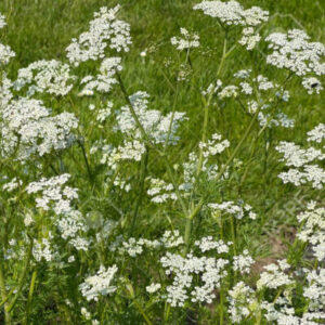 Pimpinella anisum - Ánizs (min. 30 szem)
