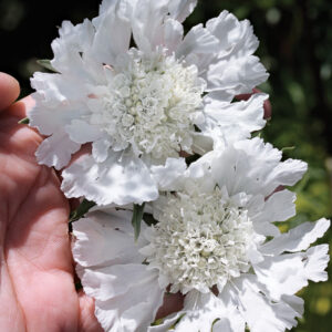 Scabiosa caucasica - Kaukázusi ördögszem "Fama White" (min. 20 szem)