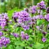 Nagyvirágú tisztesfű (Stachys macrantha) - (min. 10 szem mag) - Image 2