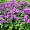 Nagyvirágú tisztesfű (Stachys macrantha) - (min. 10 szem mag)