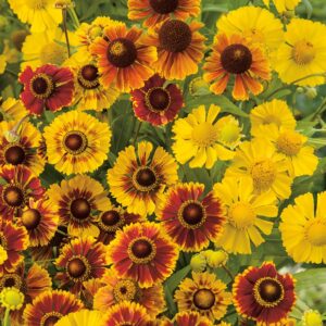 Helenium autumnale - Őszi napfényvirág "Red Gold" (min. 20 szem)