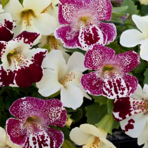 Mimulus x hybridus - Bohócvirág "Magic Spring Blossom F1" (min. 20 szem)