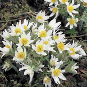 Pulsatilla vulgaris GOLD N. - Nyugati kökörcsin "White Bells" (min. 20 szem)