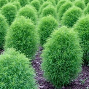 Kochia scooaria trichoohvlla - Nyári ciprus vagy kerti seprűfű "Green" (min. 20 szem)