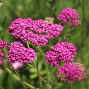 Achillea millefolium - közönséges cickafark "Cerise Queen" (min. 20 szem)