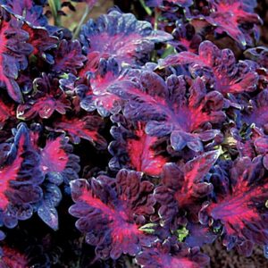 Coleus blumei - Díszcsalán "Black Dragon" (min. 20 szem)