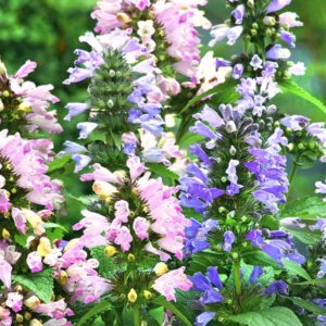 Nepeta subsessilis - Macskamenta "Grandview" rózsaszín-kék MIX (min. 20 szem)
