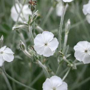 Lychnis coronaria - Bársonyos kakukkszegfű "fehér" (min. 20 szem)