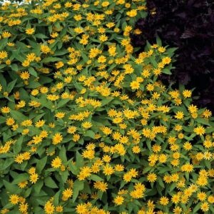 Melampodium paludosum "Showstar" (min. 20 szem)