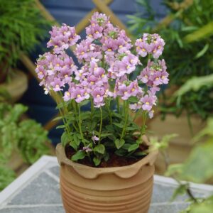 Nemesia foetens - Vörösbegyvirág "Seventh Heaven Pink F1" (min. 10 szem)