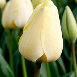 Tulipa "Ivory Floradale" - Darwin-hibrid (7 db)