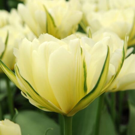 Tulipa "Exotic Emperor" - teltvirágú korai (5 db)
