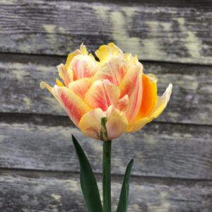 Tulipa "Foxy Foxtrot" - teltvirágú korai (5 db)