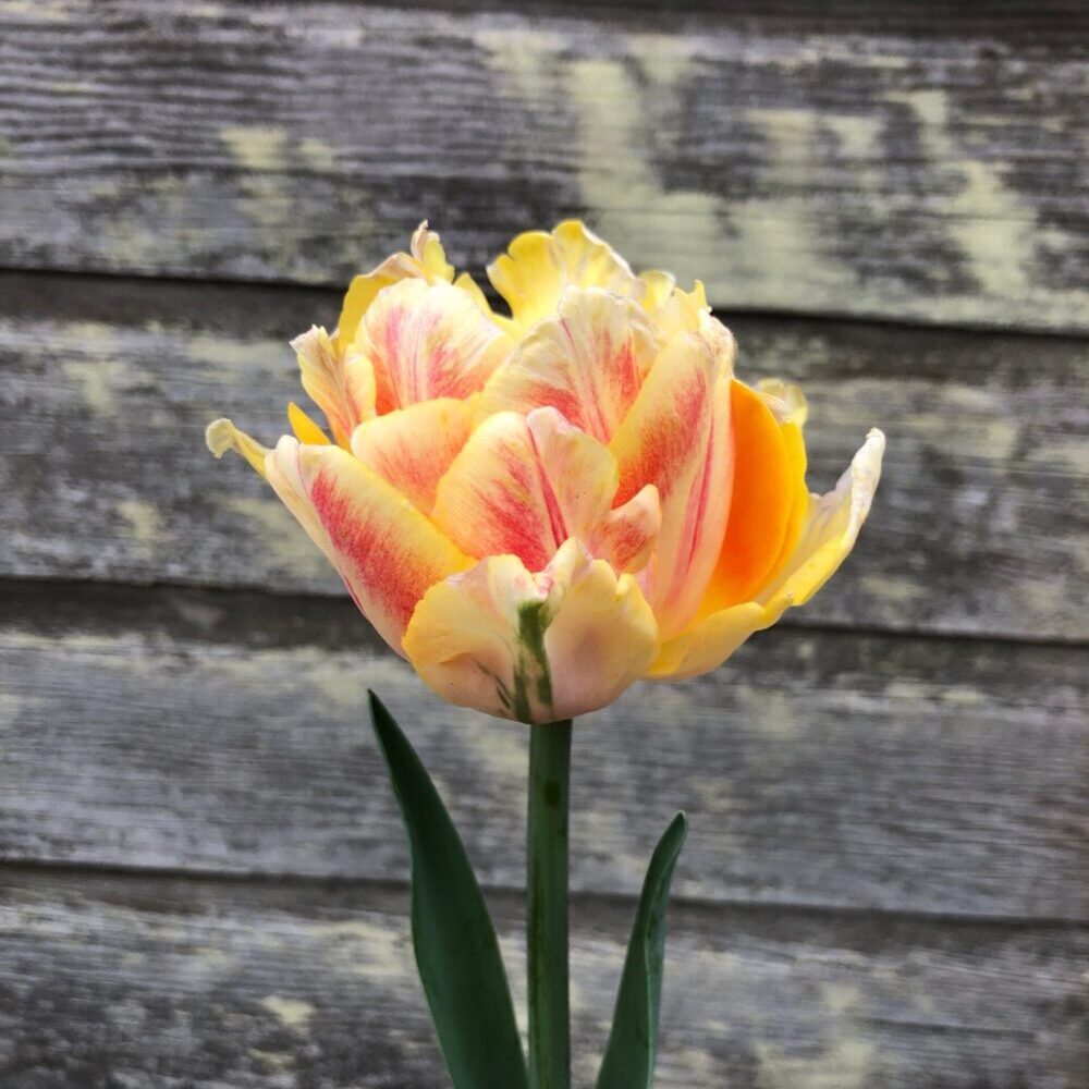 Tulipa "Foxy Foxtrot" - teltvirágú korai (5 db)
