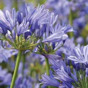 Agapanthus "Blue" - Szerelemvirág (1 db)