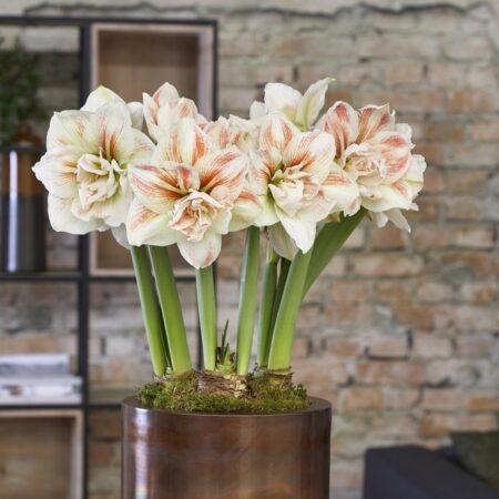 Egyéb hagymások tavaszi ültetéshez