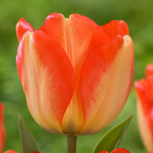 Tulipa "American Dream" - Darwin-hibrid (9 db)